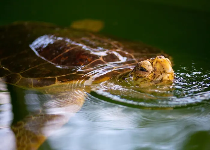 וילה Rosetta אולודניץ